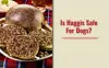Can dogs eat haggis? Pro/Cons & Alternatives